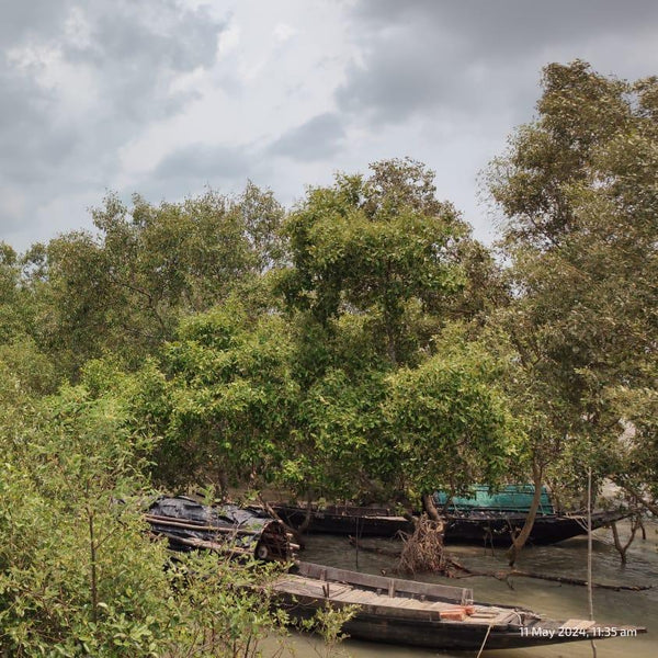 Mangrove Honey - From the forests of Sunderbans