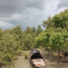 Mangrove Honey - From the forests of Sunderbans