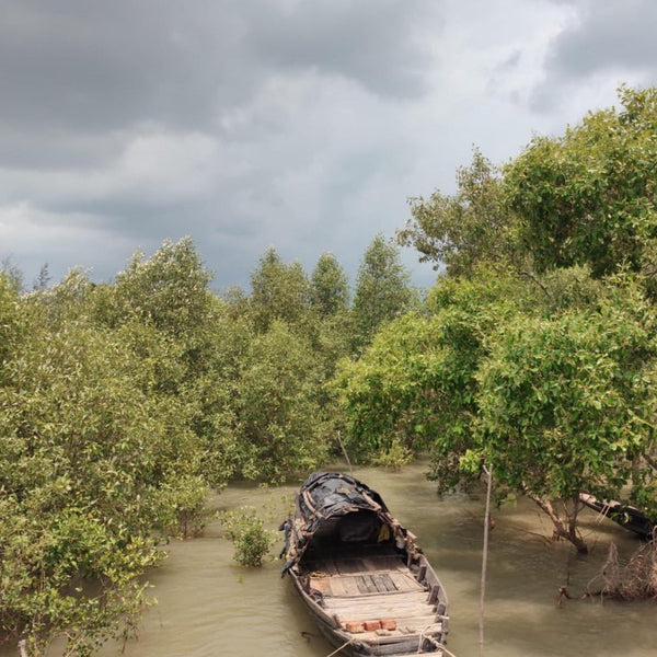 Mangrove Honey - From the forests of Sunderbans
